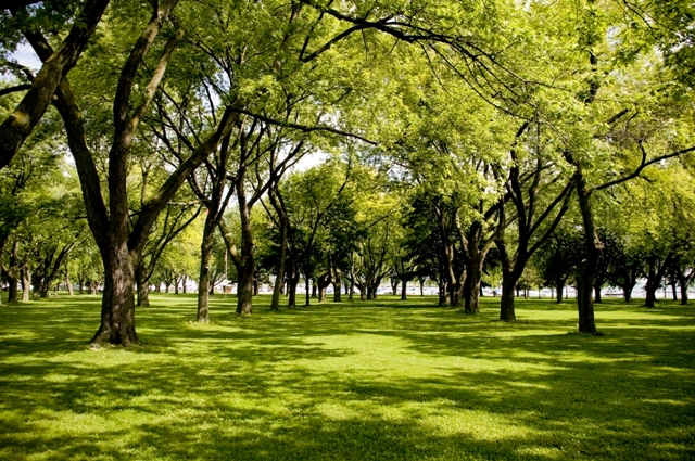 Beautiful green grassy area with shade trees in a park.